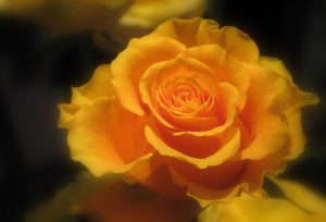 rose jaune